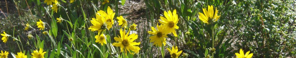 Field of yellow flowers