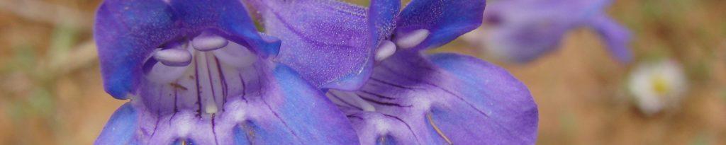 Vibrant purple flower