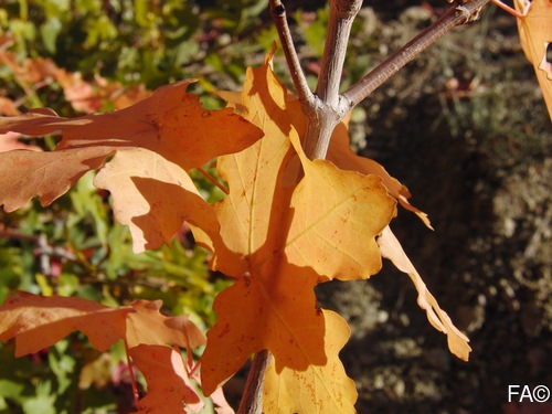 Acer grandidentatum, Bigtooth Maple, Aceracea, Maple