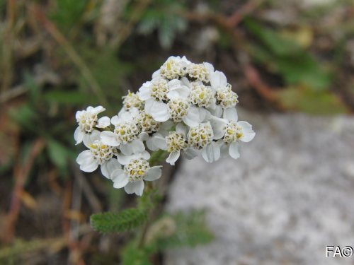 Achillea millefolium