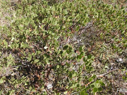 Arctostaphylos patula , Little Apple, Ericaceae, Heath