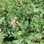Agastache urticifolia, Lamiaceae, Mint