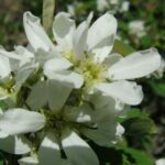 Amelanchier alnifolia , Rosaceae, Rose