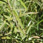 Anaphalis margaritacea , Asteraceae, Aster