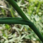 Angelica pinnata, Apiaceae, Carrot 