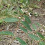Apocynum androsaemifolium, Apocynaceae, Dogbane