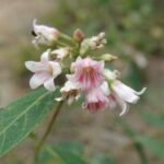 Apocynum androsaemifolium, Apocynaceae, Dogbane