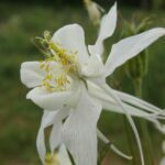 Aquilegia coerulea, Ranunculaceae, Buttercup