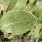 Arctostaphylos patula , Ericaceae, Heath