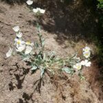 Argemone pleiacantha, Papaveraceae, Poppy