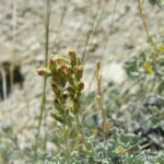 Artemisia nova, Asteraceae, Aster