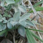 Astragalus amphioxys , Fabaceae, Pea