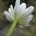 Caltha leptosepala, Ranunculaceae, Buttercup
