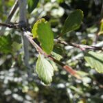 Cercocarpus montanus, Rosaceae, Rose