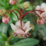 Chimaphila umbellata, Ericaceae, Heath