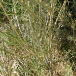 Chrysothamnus nauseosus, Asteraceae, Aster