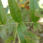 Glycyrrhiza lepidota, Fabaceae, Pea