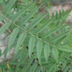 Glycyrrhiza lepidota, Fabaceae, Pea