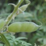 Lupinus Argenteus , Fabaceae, Pea