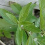 Mentha arvensis, Lamiaceae, Mint