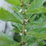 Mentha arvensis, Lamiaceae, Mint