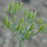 Orogenia fusiformis, Apiaceae, Carrot