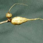 Perideridia, Apiaceae , Carrot