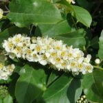 Scientific Name: Prunus virginiana