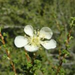 Purshia mexicana, Rosaceae, Rose
