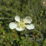 Purshia mexicana, Rosaceae, Rose