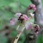 Pyrola asarifolia, Ericaceae, Heath