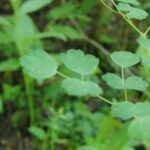 Thalictrum fendleri, Ranunculaceae, Buttercup