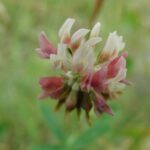 Trifolium, Fabeceae, Pea