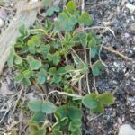 Trifolium, Fabeceae, Pea